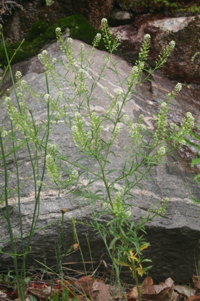 Pflanzenbild gross Virginische Kresse - Lepidium virginicum
