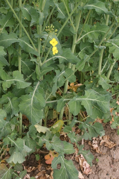 Pflanzenbild gross Raps - Brassica napus