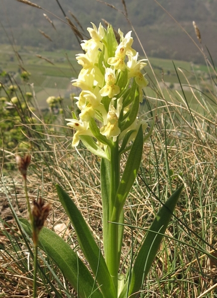 Pflanzenbild gross Holunder-Fingerwurz - Dactylorhiza sambucina