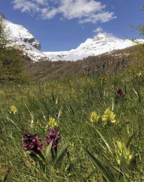 Pflanzenbild gross Holunder-Fingerwurz - Dactylorhiza sambucina