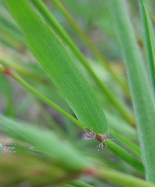Pflanzenbild gross Duftendes Ruchgras - Anthoxanthum odoratum