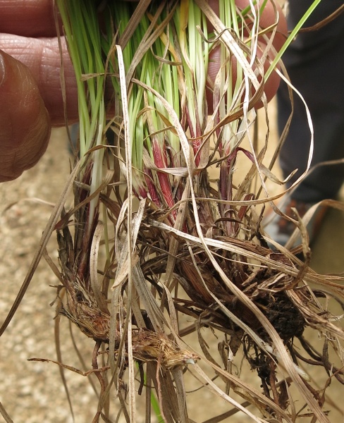 Pflanzenbild gross Berg-Segge - Carex montana