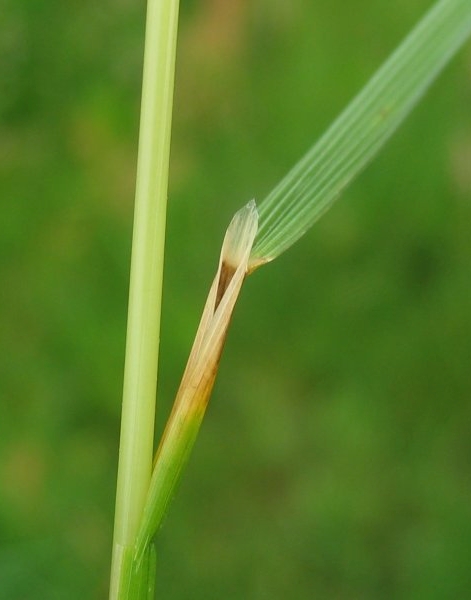 Pflanzenbild gross Rasen-Schmiele - Deschampsia cespitosa