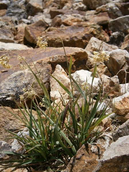 Pflanzenbild gross Gelbe Hainsimse - Luzula lutea