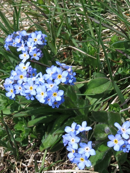 Pflanzenbild gross Alpen-Vergissmeinnicht - Myosotis alpestris