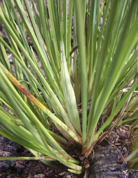Pflanzenbild gross Scheiden-Wollgras - Eriophorum vaginatum