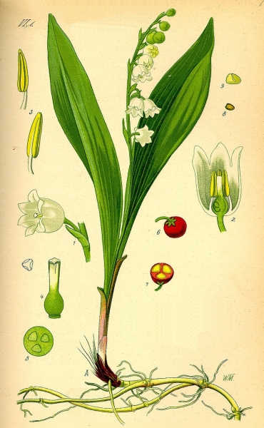 Pflanzenbild gross Maiglöckchen - Convallaria majalis