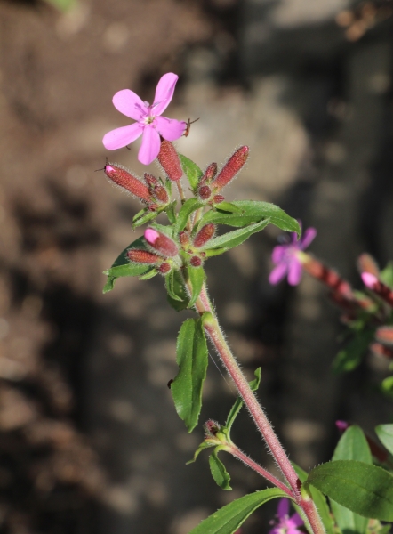 Pflanzenbild gross Rotes Seifenkraut - Saponaria ocymoides