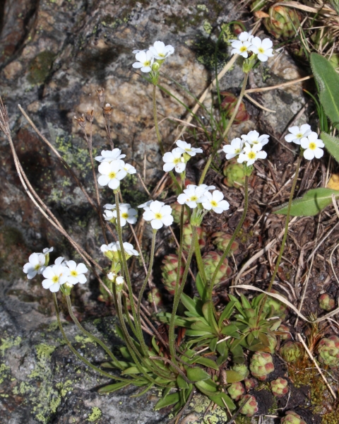 Pflanzenbild gross Stumpfblättriger Mannsschild - Androsace obtusifolia