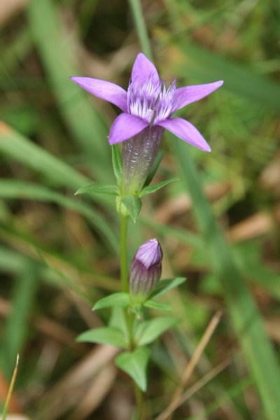 Pflanzenbild gross Deutscher Enzian - Gentiana germanica