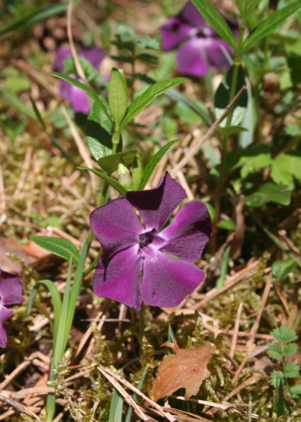 Pflanzenbild gross Kleines Immergrün - Vinca minor