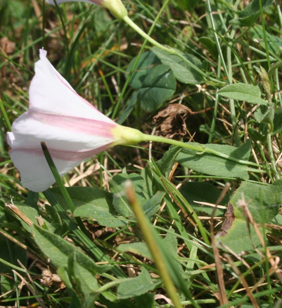 Pflanzenbild gross Acker-Winde - Convolvulus arvensis
