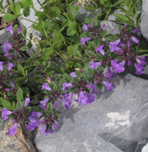 Pflanzenbild gross Alpen-Steinquendel - Acinos alpinus