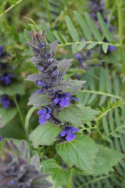 Pflanzenbild gross Genfer Günsel - Ajuga genevensis