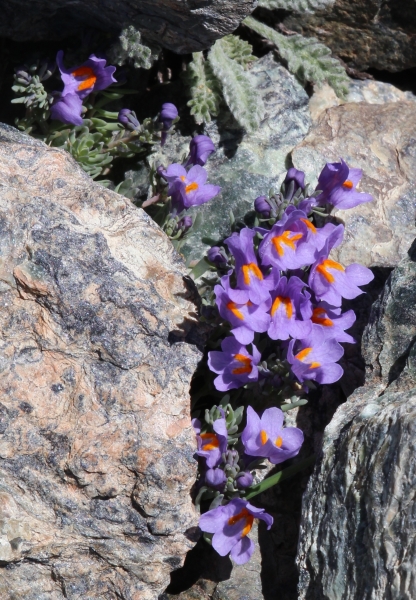 Pflanzenbild gross Alpen-Leinkraut - Linaria alpina