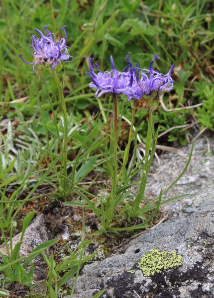 Pflanzenbild gross Halbkugelige Rapunzel - Phyteuma hemisphaericum