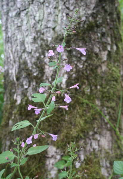 Pflanzenbild gross Wald-Bergminze - Calamintha menthifolia