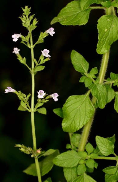 Pflanzenbild gross Wald-Bergminze - Calamintha menthifolia