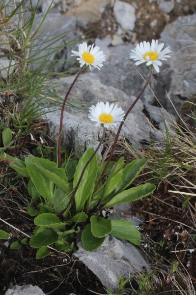 Pflanzenbild gross Alpenmasslieb - Aster bellidiastrum
