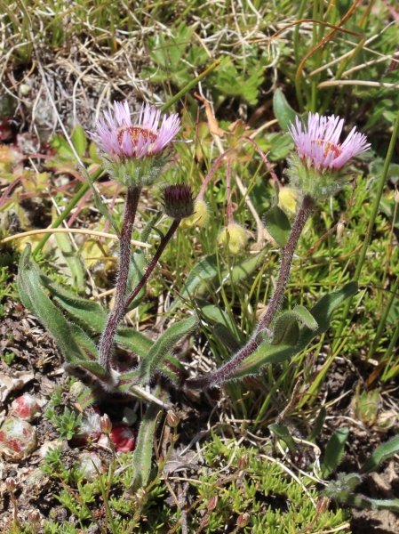 Pflanzenbild gross Alpen-Berufkraut - Erigeron alpinus