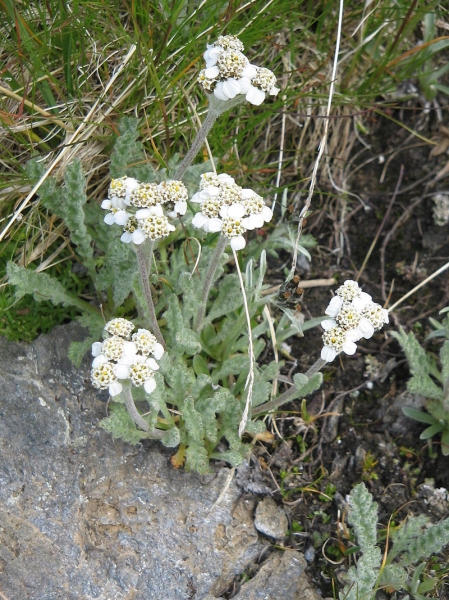 Pflanzenbild gross Zwerg-Schafgarbe - Achillea nana