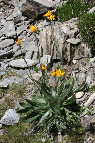 Pflanzenbild gross Gämswurz-Greiskraut - Senecio doronicum
