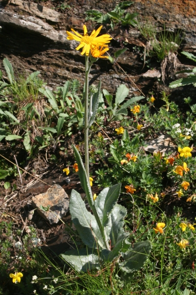 Pflanzenbild gross Gämswurz-Greiskraut - Senecio doronicum