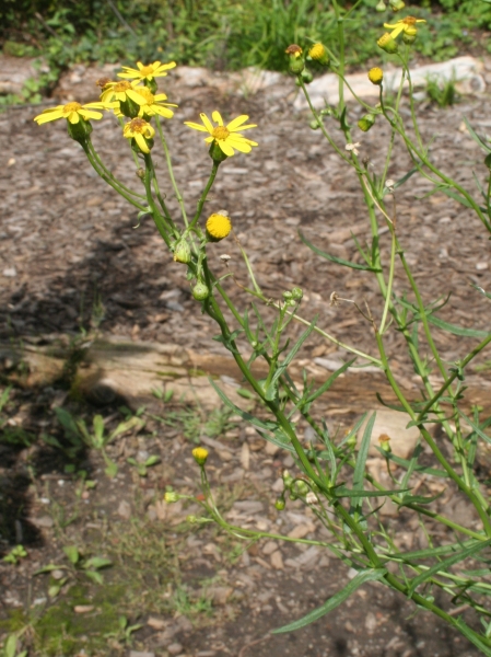 Pflanzenbild gross Südafrikanisches Greiskraut - Senecio inaequidens