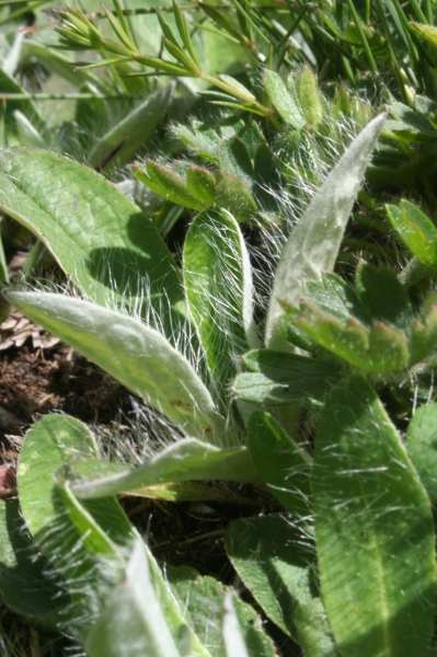 Pflanzenbild gross Langhaariges Habichtskraut - Hieracium pilosella