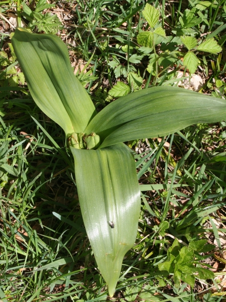 Pflanzenbild gross Herbst-Zeitlose - Colchicum autumnale