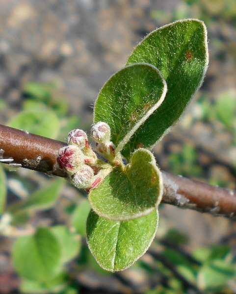 Pflanzenbild gross Filzige Steinmispel - Cotoneaster tomentosus