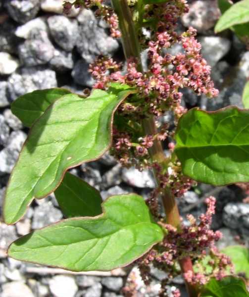 Pflanzenbild gross Vielsamiger Gänsefuss - Chenopodium polyspermum