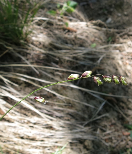 Pflanzenbild gross Nickendes Perlgras - Melica nutans