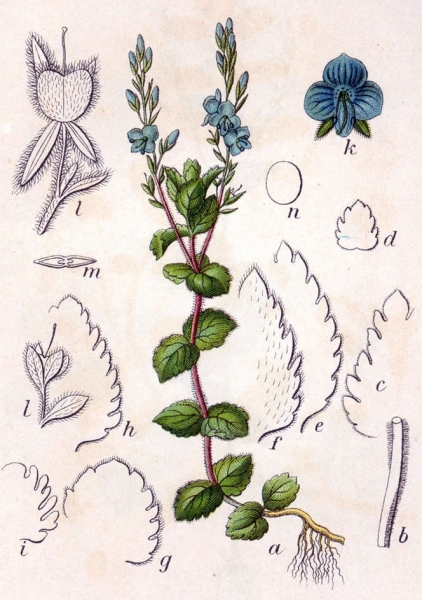 Pflanzenbild gross Gamander-Ehrenpreis - Veronica chamaedrys