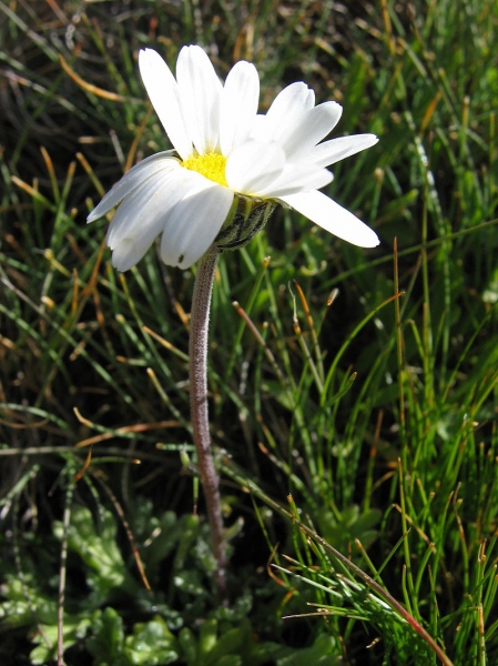 Pflanzenbild gross Alpenmargerite - Leucanthemopsis alpina