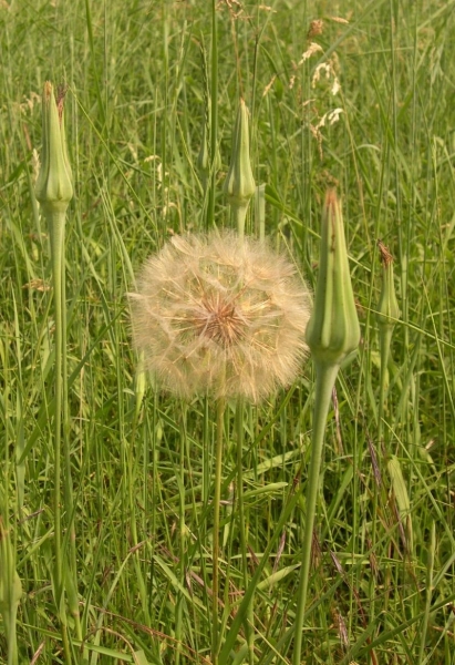 Pflanzenbild gross Wiesen-Bocksbart - Tragopogon pratensis
