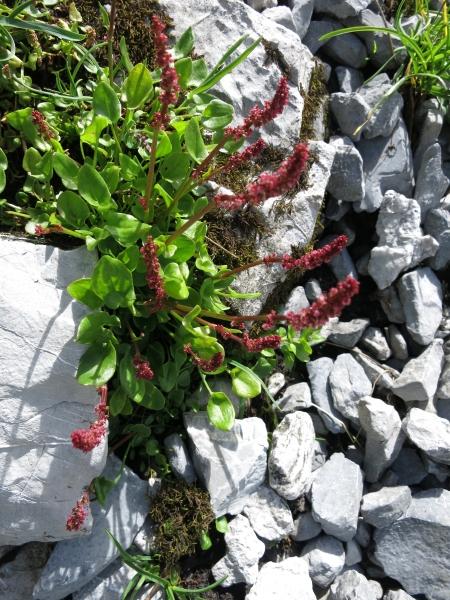 Pflanzenbild gross Schnee-Ampfer - Rumex nivalis