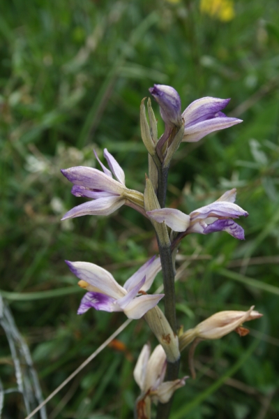 Pflanzenbild gross Dingel - Limodorum abortivum