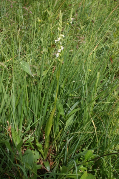 Pflanzenbild gross Sommer-Wendelähre - Spiranthes aestivalis