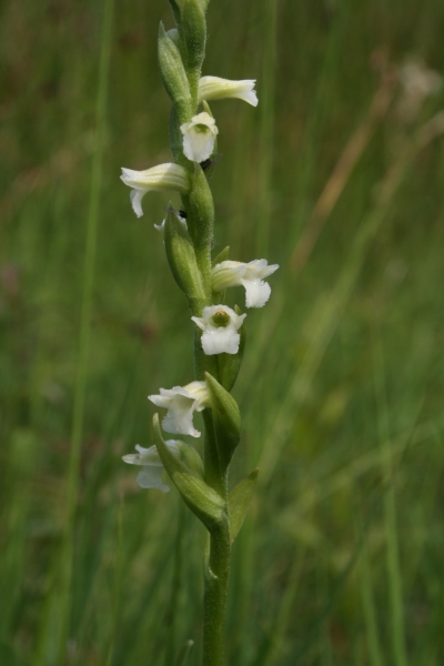 Pflanzenbild gross Sommer-Wendelähre - Spiranthes aestivalis