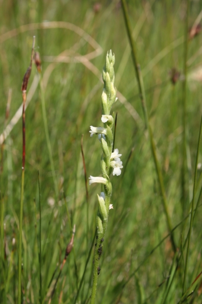Pflanzenbild gross Sommer-Wendelähre - Spiranthes aestivalis