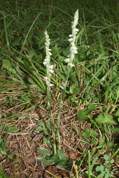 Pflanzenbild gross Herbst-Wendelähre - Spiranthes spiralis
