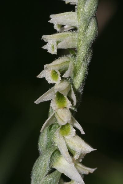 Pflanzenbild gross Herbst-Wendelähre - Spiranthes spiralis