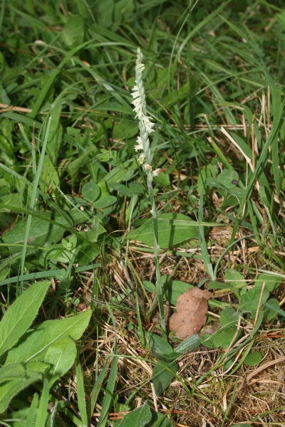 Pflanzenbild gross Herbst-Wendelähre - Spiranthes spiralis