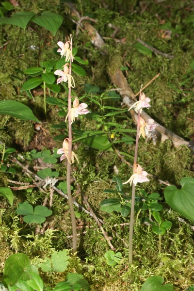 Pflanzenbild gross Widerbart - Epipogium aphyllum
