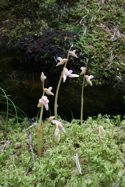 Pflanzenbild gross Widerbart - Epipogium aphyllum
