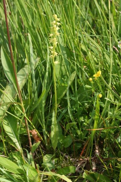 Pflanzenbild gross Einorchis - Herminium monorchis