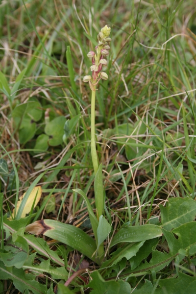 Pflanzenbild gross Ohnsporn - Aceras anthropophorum