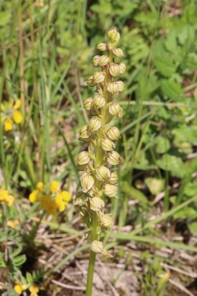 Pflanzenbild gross Ohnsporn - Aceras anthropophorum