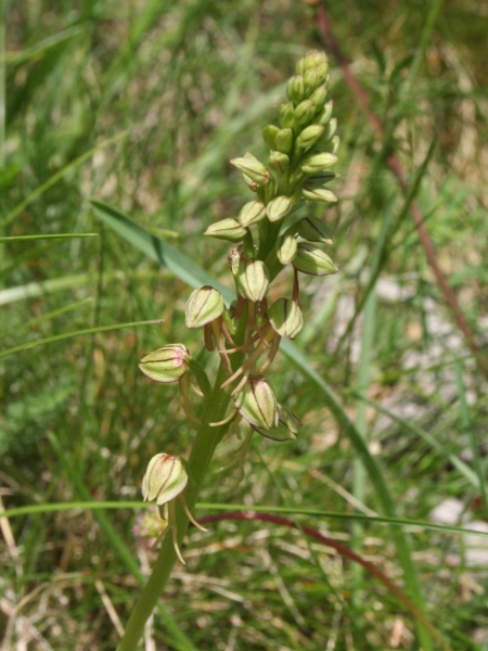 Pflanzenbild gross Ohnsporn - Aceras anthropophorum